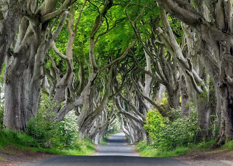 iStock_504227034_ireland_Dark_Hedges_in_Ulster_Province_7x5